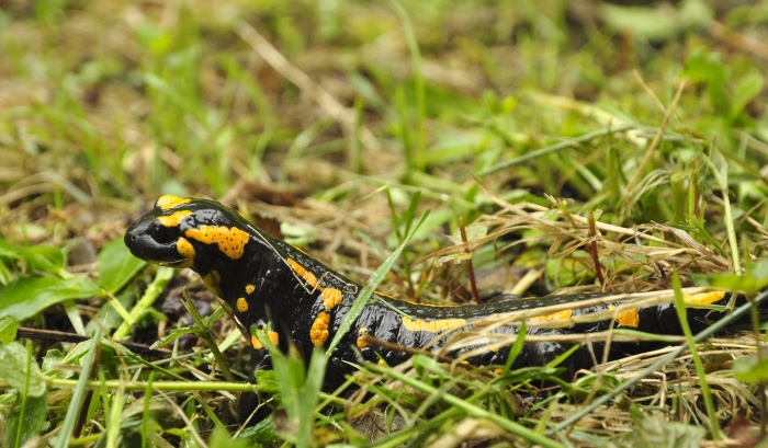 Salamandr